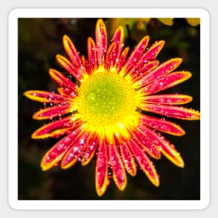 Chrysanthemum Daisy dewdrops - spring summer nature Gerber daisy flower Sticker